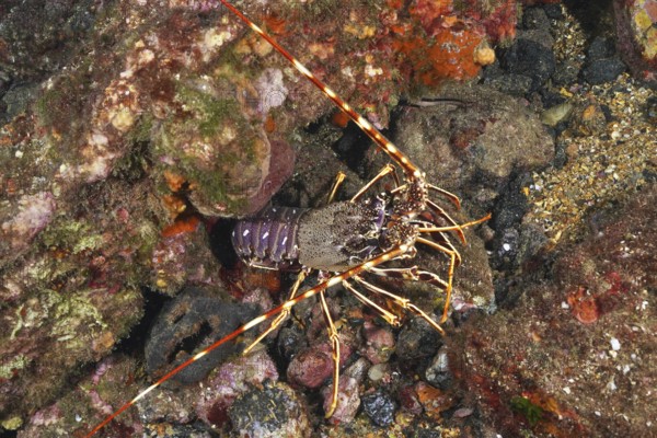 European crawfish (Palinurus elephas) resting on a colorful reef in the Mediterranean near Hyères, Giens peninsula diving site, Porquerolles, Provence, Côte d'Azur, France