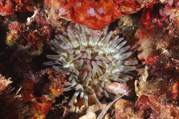 A brightly colored sea anemone, rock rose (Cribrinopsis crassa), unfolds its tentacles in the underwater world in the Mediterranean near Hyères, Giens Peninsula dive site, Porquerolles, Provence, Côte d'Azur, France