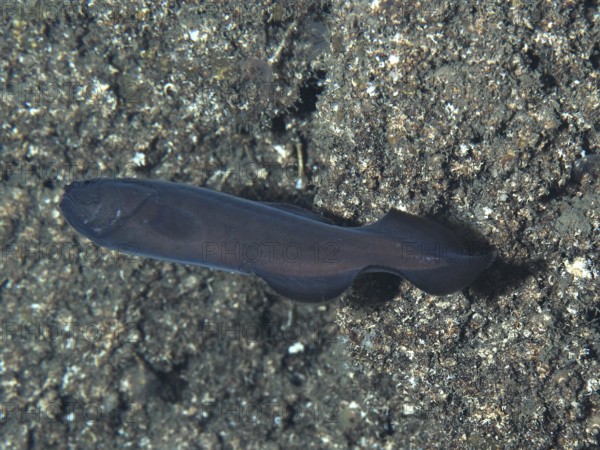 A black cavefish (Grammonus ater), bony fish, on the seabed in a dark environment in the Mediterranean near Hyères, Giens peninsula diving site, Porquerolles, Provence, Côte d'Azur, France