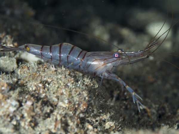 Side view of a shrimp, saw shrimp, large rock shrimp (Palaemon serratus), in an underwater environment in the Mediterranean near Hyères, Giens peninsula diving site, Porquerolles, Provence, Côte d'Azur, France