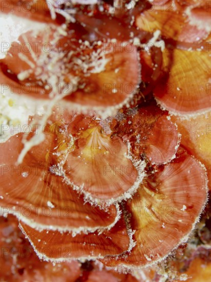 Scale leaf (Peyssonnelia squamaria) with flower-like orange-red structures underwater in the Mediterranean near Hyères, Giens peninsula diving site, Porquerolles, Provence, Côte d'Azur, France