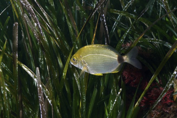 A ringed bream (Diplodus anularis), bream, swims through green seagrass, Neptune grass (Posidonia oceanica) in the Mediterranean near Hyères, Giens Peninsula diving site, Porquerolles, Provence, Côte d'Azur, France