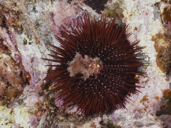 Red-brown rock urchin (Paracentrotus lividus), sea urchin, on a rocky ground in the Mediterranean near Hyères, Giens peninsula diving site, Porquerolles, Provence, Côte d'Azur, France