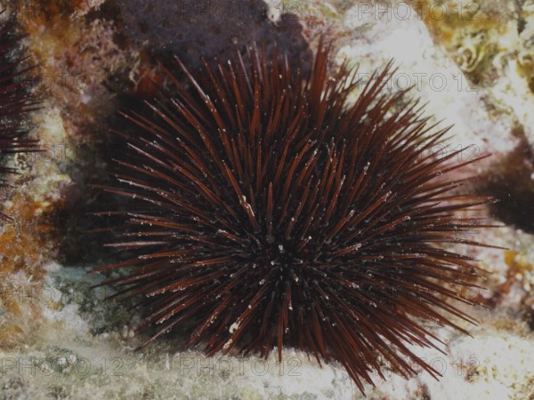 Red-brown rock urchin (Paracentrotus lividus), sea urchin, in an underwater landscape in the Mediterranean near Hyères, Giens peninsula diving site, Porquerolles, Provence, Côte d'Azur, France