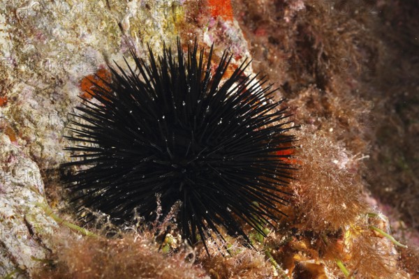 Black sea urchin (Arbacia lixula) on a reef surrounded by algae in the Mediterranean near Hyères, Giens peninsula diving site, Porquerolles, Provence, Côte d'Azur, France
