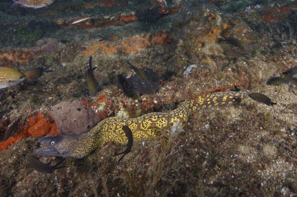 Camouflaged yellow Mediterranean moray eel (Muraena helena) snakes across the seabed in the Mediterranean near Hyères, Giens peninsula diving site, Porquerolles, Provence, Côte d'Azur, France