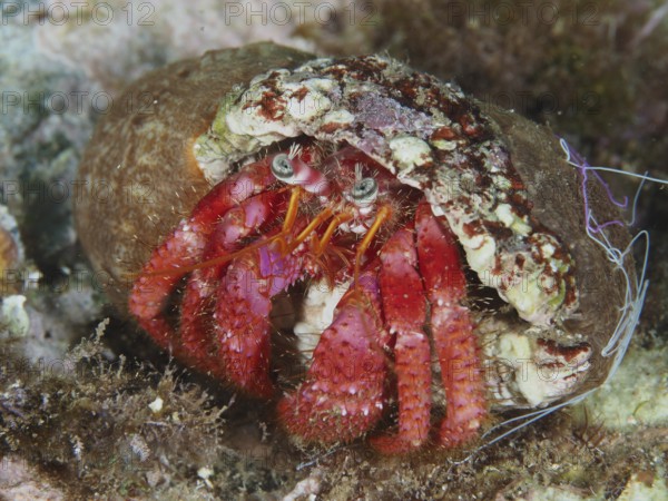 Large red hermit crab (Dardanus calidus) in a snail shell on the seabed in the Mediterranean near Hyères, Giens peninsula diving site, Porquerolles, Provence, Côte d'Azur, France
