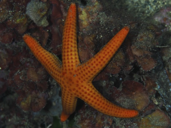 An orange starfish (Hacelia attenuata) on the seabed between seaweed in the Mediterranean near Hyères, Giens peninsula diving site, Porquerolles, Provence, Côte d'Azur, France
