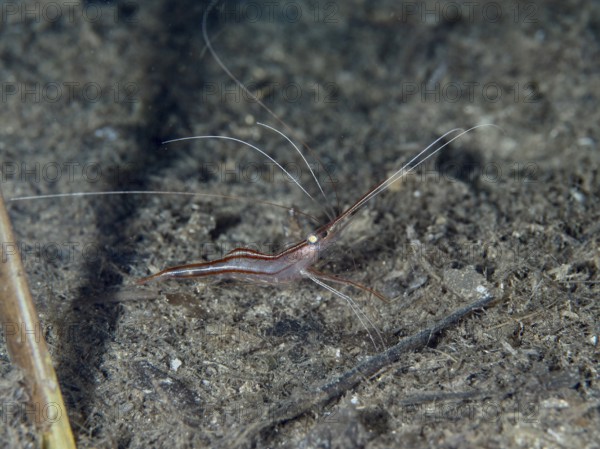 A shrimp with long, thin antennae, unicorn shrimp (Plesionika narval), crawls across the dark seabed in the Mediterranean near Hyères, Giens Peninsula diving site, Porquerolles, Provence, Côte d'Azur, France