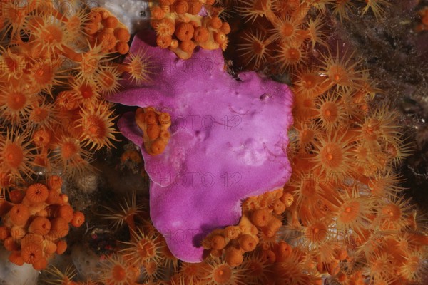 Underwater view of sprawling stone leaf (Mesophyllum expansum) and yellow crustal anemone (Parazoanthus axinellae) in the Mediterranean near Hyères, Giens peninsula diving site, Porquerolles, Provence, Côte d'Azur, France