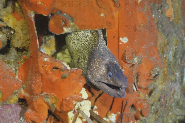 A Mediterranean moray eel (Muraena helena) looks out of the engine compartment of an airplane wreck in the Mediterranean near Hyères, dive site Wreck Mustang P51, Giens Peninsula, Porquerolles, Provence, Côte d'Azur, France