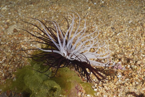 Purple-white cylindrical rose (Cerianthus membranaceus) on sandy seabed next to algae in the Mediterranean near Hyères, Giens peninsula diving site, Porquerolles, Provence, Côte d'Azur, France