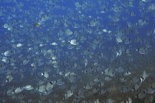 Large swarm of silver two-banded bream (Diplodus vulgaris) in deep blue water in the Mediterranean near Hyères, Giens peninsula diving site, Porquerolles, Provence, Côte d'Azur, France