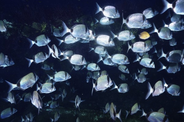 Fish swarm of silvery two-banded bream (Dipoldus vulgaris) in deep blue water with light reflections in the Mediterranean near Hyères, Giens peninsula diving site, Porquerolles, Provence, Côte d'Azur, France