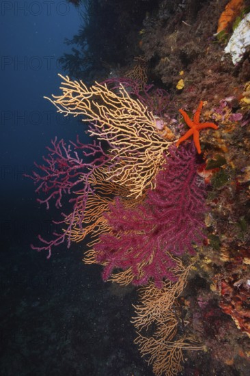 Colourful coral reef with a starfish, red starfish (Echinaster sepositus), colour-changing gorgony (Paramuricea clavata) and yellow gorgony (Eunicella cavolinii) in the Mediterranean near Hyères, Giens peninsula diving site, Porquerolles, Provence, Côte d'Azur, France