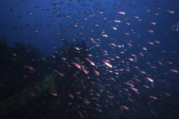 Swarm of small fish, Mediterranean sea bass (Anthias anthias), swimming in the deep blue Mediterranean near Hyères, Giens peninsula diving site, Porquerolles, Provence, Côte d'Azur, France