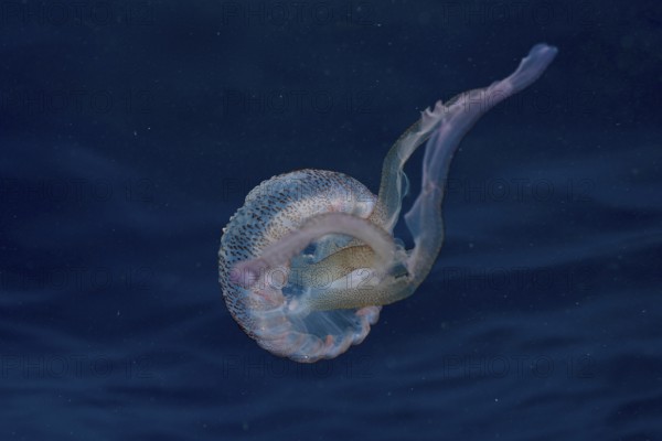 Transparent jellyfish (Pelagia noctiluca) swims in the deep blue Mediterranean near Hyères, Giens peninsula diving site, Porquerolles, Provence, Côte d'Azur, France