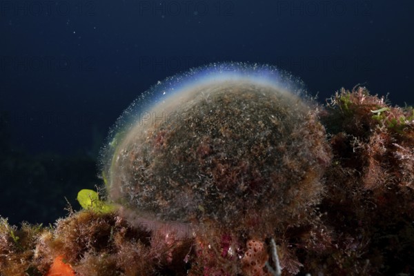 Sea ball, ball algae (Codium bursa), algae, on a reef in the Mediterranean near Hyères, Giens peninsula diving site, Porquerolles, Provence, Côte d'Azur, France