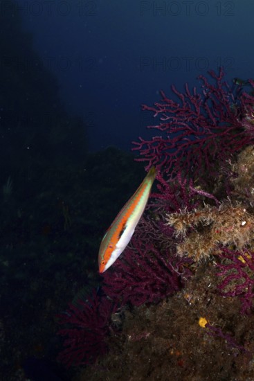 Colourful merjunker (Coris julis) floating next to purple coral, colour-changing gorgonia (Paramuricea clavata), deep in the Mediterranean near Hyères, Giens peninsula diving site, Porquerolles, Provence, Côte d'Azur, France