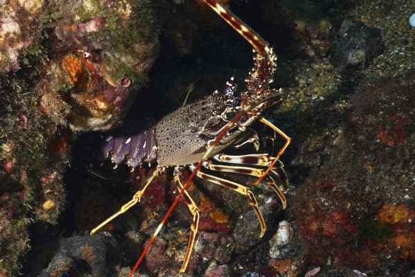 European crawfish (Palinurus elephas) with complex pattern and long antennae nestled in a rocky reef in the Mediterranean near Hyères, Giens peninsula diving site, Porquerolles, Provence, Côte d'Azur, France
