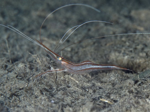 Transparent shrimp with long antennae, unicorn shrimp (Plesionika narval), on a dark, sandy seabed in the Mediterranean near Hyères, Giens peninsula diving site, Porquerolles, Provence, Côte d'Azur, France