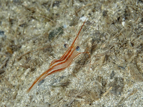 Striped shrimp with distinctive eyes, unicorn shrimp (Plesionika narval), on sandy ground in underwater world in the Mediterranean near Hyères, Giens peninsula diving site, Porquerolles, Provence, Côte d'Azur, France