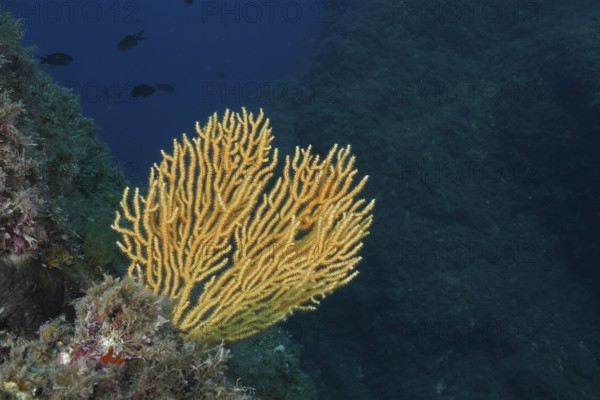 Yellow fan coral, yellow gorgony (Eunicella cavolinii), underwater against a dark blue background in the Mediterranean near Hyères, Giens peninsula diving site, Porquerolles, Provence, Côte d'Azur, France