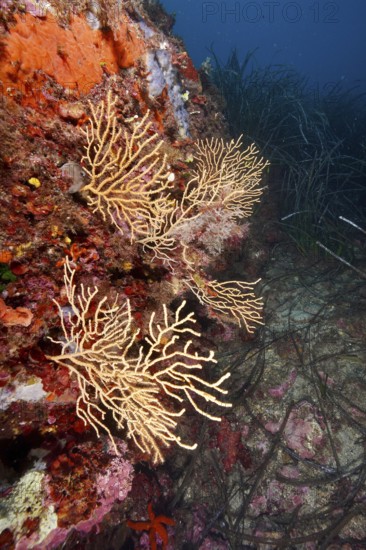 Slender corals, yellow gorgonia (Eunicella cavolinii), spread out along a colorful rock face in the Mediterranean near Hyères, Giens peninsula diving site, Porquerolles, Provence, Côte d'Azur, France