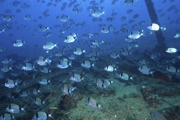 Fish swarm of two-banded bream (Diplodus vulgaris) swimming over a wreck covered with algae in the Mediterranean near Hyères, Giens peninsula diving site, Porquerolles, Provence, Côte d'Azur, France
