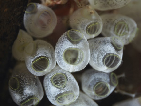 Several transparent dwarf sea spids (Pycnoclavella nana), sea sharks, in a close-up view in the Mediterranean near Hyères, Giens peninsula diving site, Porquerolles, Provence, Côte d'Azur, France