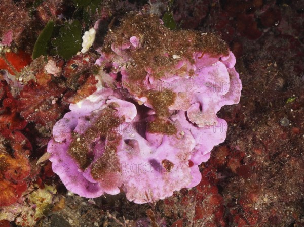 Pink spread stone leaf (Mesophyllum expansum) with clusters of brown algae on a colorful seabed in the Mediterranean near Hyères, Giens peninsula diving site, Porquerolles, Provence, Côte d'Azur, France