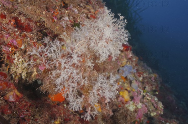 White, filigree grape-shaped tree polyp (Eudendrium racemosum), hydrozoe, on colorful seabed under water in the Mediterranean near Hyères, Giens peninsula diving site, Porquerolles, Provence, Côte d'Azur, France