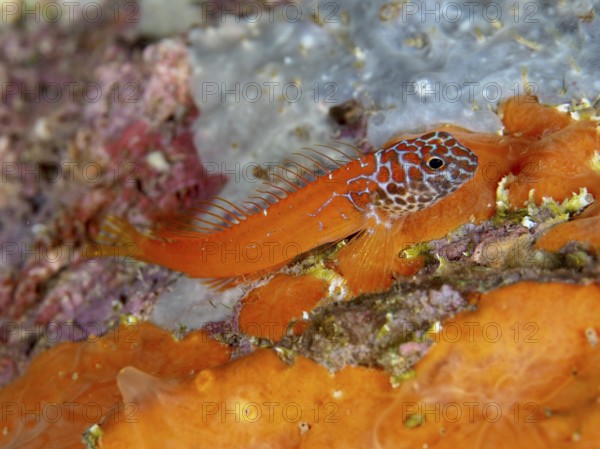 Bright orange hagfish, Schwarzkopf hagfish (Microlipophrys nigriceps), on a colorful reef in the Mediterranean near Hyères, Giens peninsula diving site, Porquerolles, Provence, Côte d'Azur, France