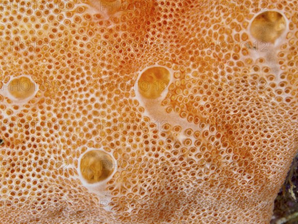 Close-up of Mediterranean sea strawberry (Aplidium elegans), sea silk, with round pattern in the Mediterranean near Hyères, Giens peninsula diving site, Porquerolles, Provence, Côte d'Azur, France