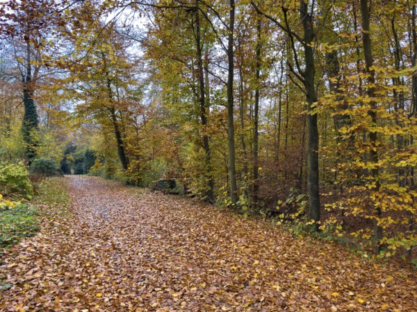 Path completely covered with leaves Footpath through forest Wittringer Wald recreation area in autumn forest, Germany