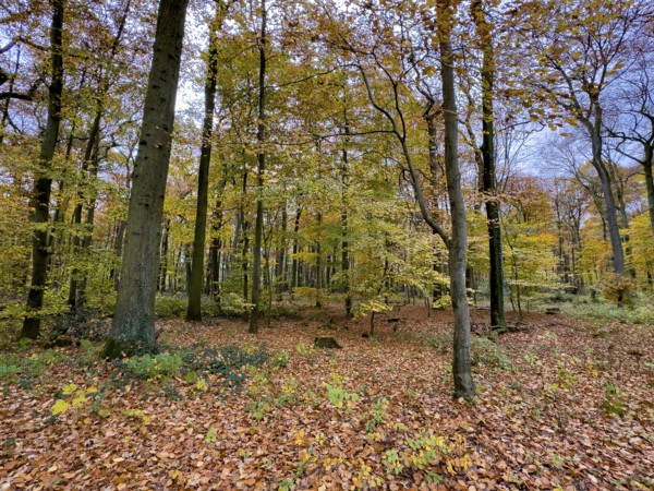 Ground covered by fallen leaves Forest soil in forest of palace gardens Park von Haus Wittringen Wittringen recreation area Wittringer Wald in autumn forest, Gladbeck, North Rhine-Westphalia, Germany
