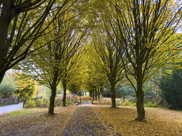 Kleine Allee Alleeweg with fallen leaves on ground in autumn, Germany