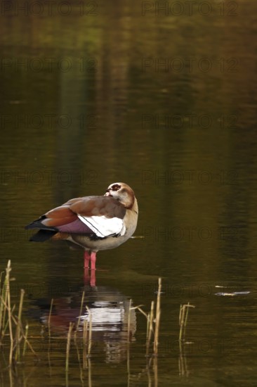 Nile goose on a lake, autumn, Germany