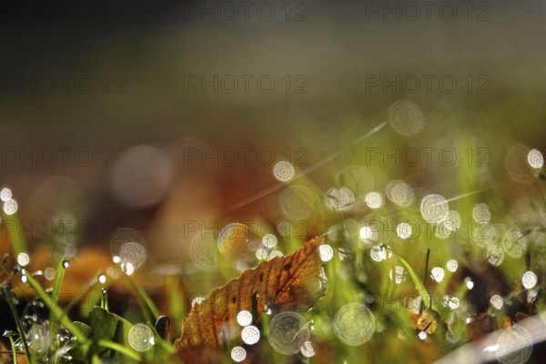 Meadow in morning light with beautiful bokeh, autumn, Germany