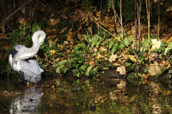 Grey heron on a lake, autumn, Germany