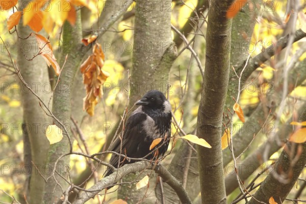 Crow on a tree, November, Germany