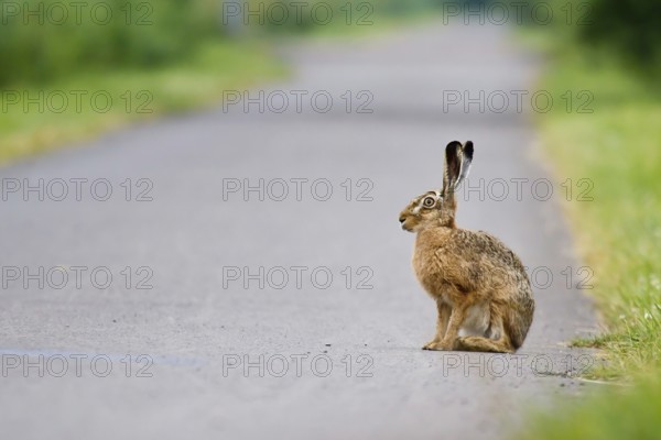 A hare (Lepus europaeus) sits alert on a path surrounded by thick vegetation, Hesse, Germany