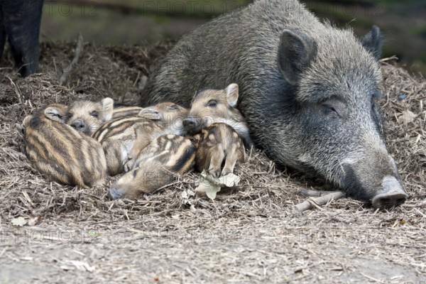 Wild boar (Sus scrofa) and piglets lying relaxed and secure on forest floor, Hesse, Germany