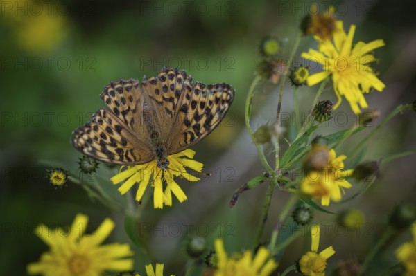 Imperial mantle or silver line (Argynnis paphia) on yellow dandelion flowers, Sweden