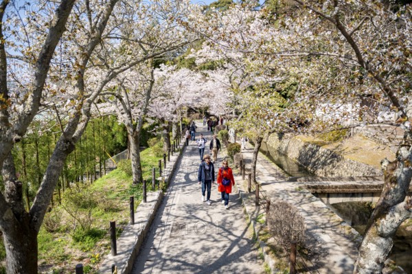 Footpath along a canal, cherry blossoms in spring, Philosopher's Path or Tetsugaku no michi, Kyoto, Japan