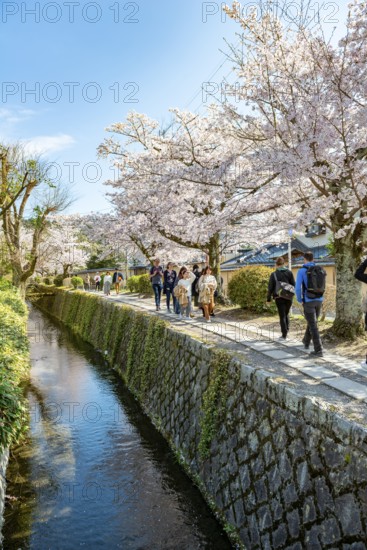 Footpath along a canal, cherry blossoms in spring, Philosopher's Path or Tetsugaku no michi, Kyoto, Japan