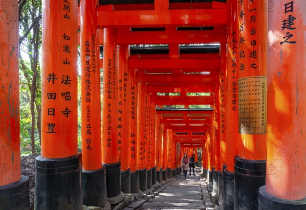 Walk through hundreds of red traditional torii gates, Fushimi Inari Taisha, Shinto Shrine, Fushimi Inari-taisha Okusha Hohaisho, Kyoto, Japan