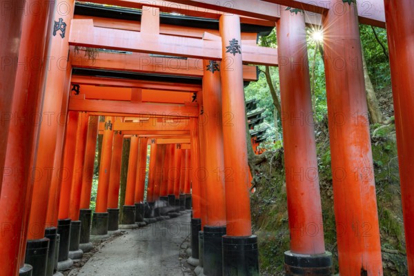 Walk through hundreds of red traditional torii gates, Fushimi Inari Taisha, Shinto Shrine, Sun Star, Fushimi Inari-taisha Okusha Hohaisho, Kyoto, Japan