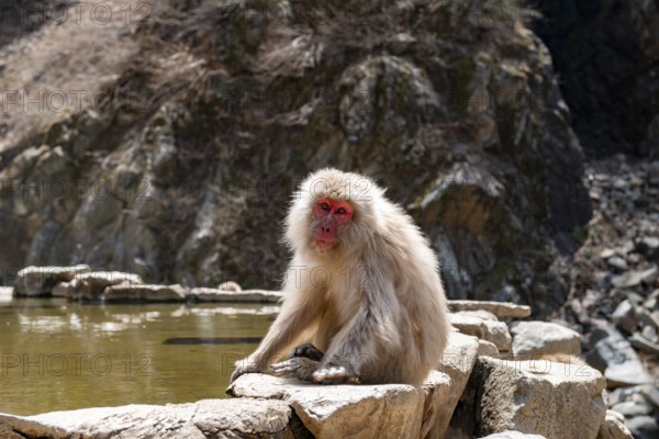 Japanese macaque (Macaca fuscata) sitting on rocks near water, Yamanouchi, Nagano Prefecture, Honshu Island, Japan