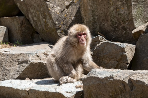 Japanese macaque (Macaca fuscata) sitting on rocks, Yamanouchi, Nagano Prefecture, Honshu Island, Japan